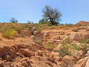 Erosion caused by rabbits in a gully in South Australia Erosion caused by rabbits in a gully in South Australia
